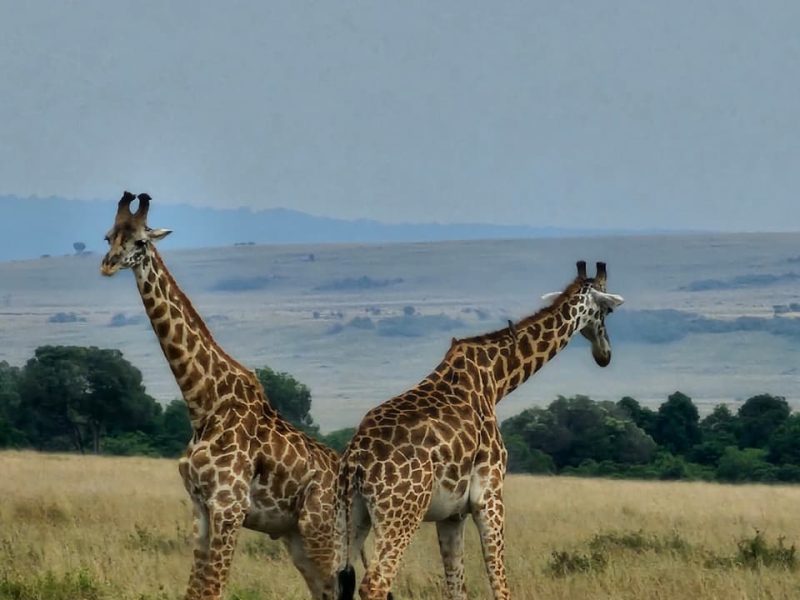 kenya 0214