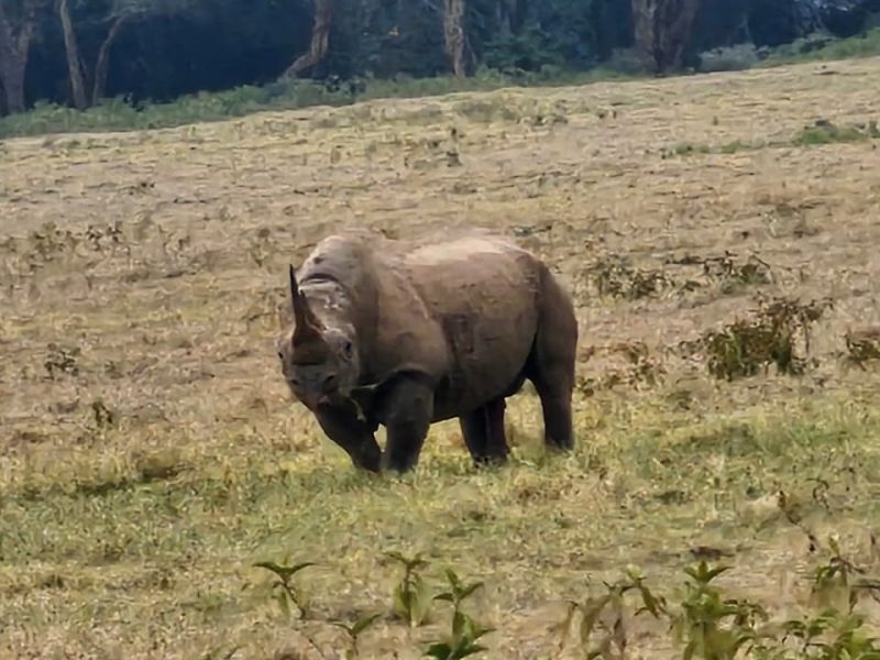 kenya 125
