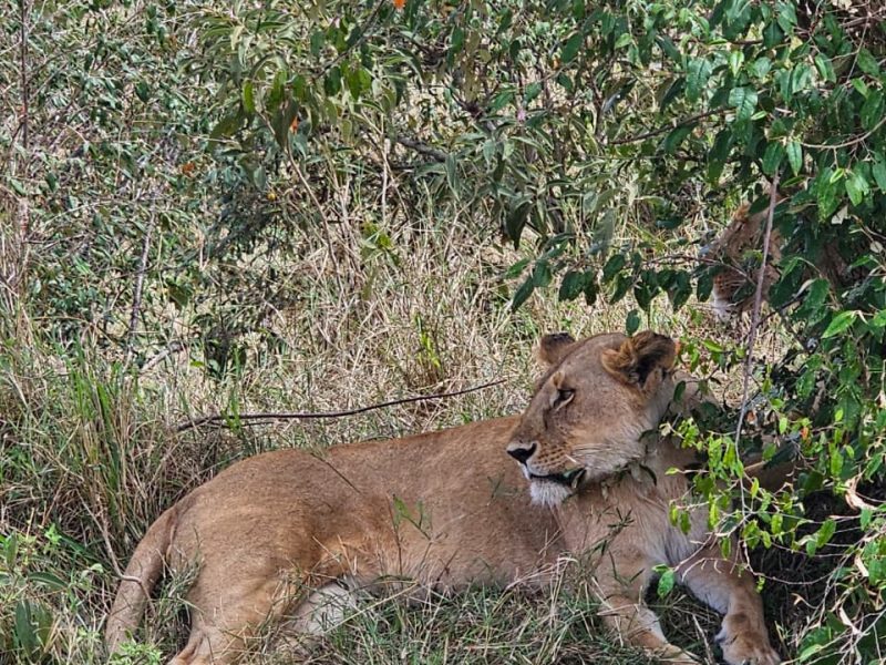 kenya 2568