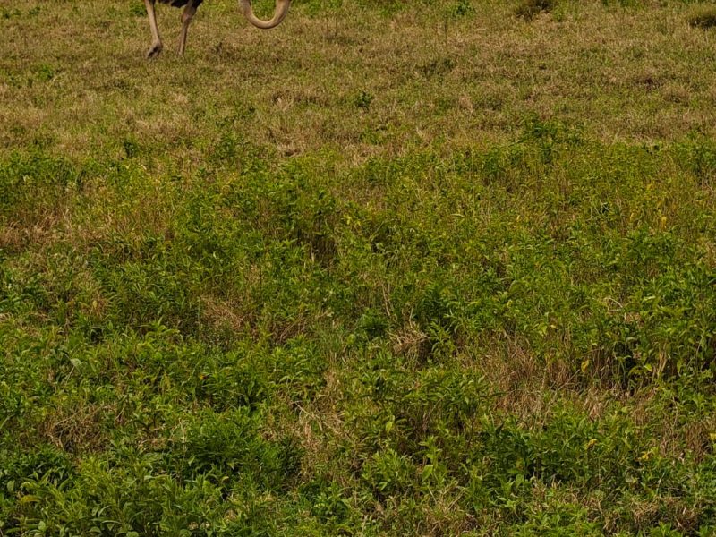 kenya 287