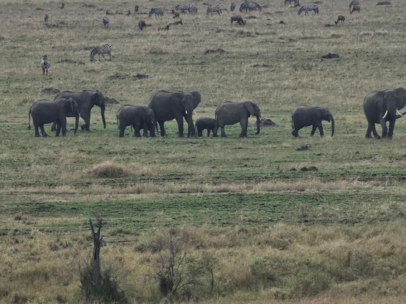 kenya 3256