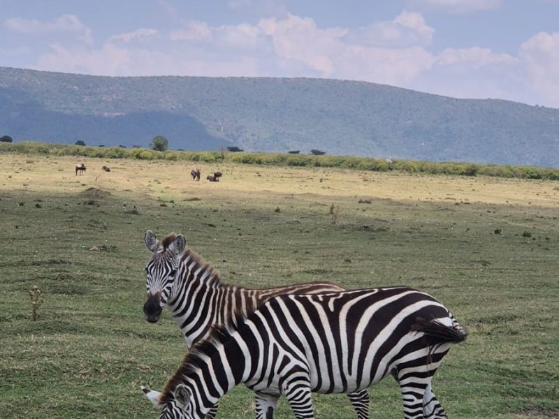 kenya 487