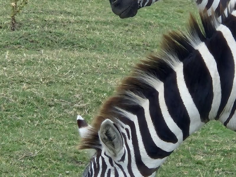 kenya 8524
