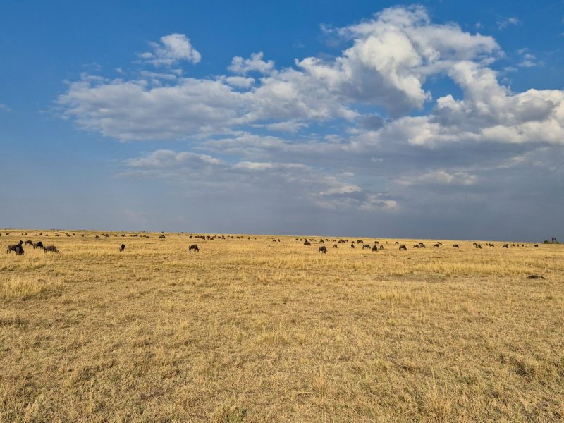 kenya 958